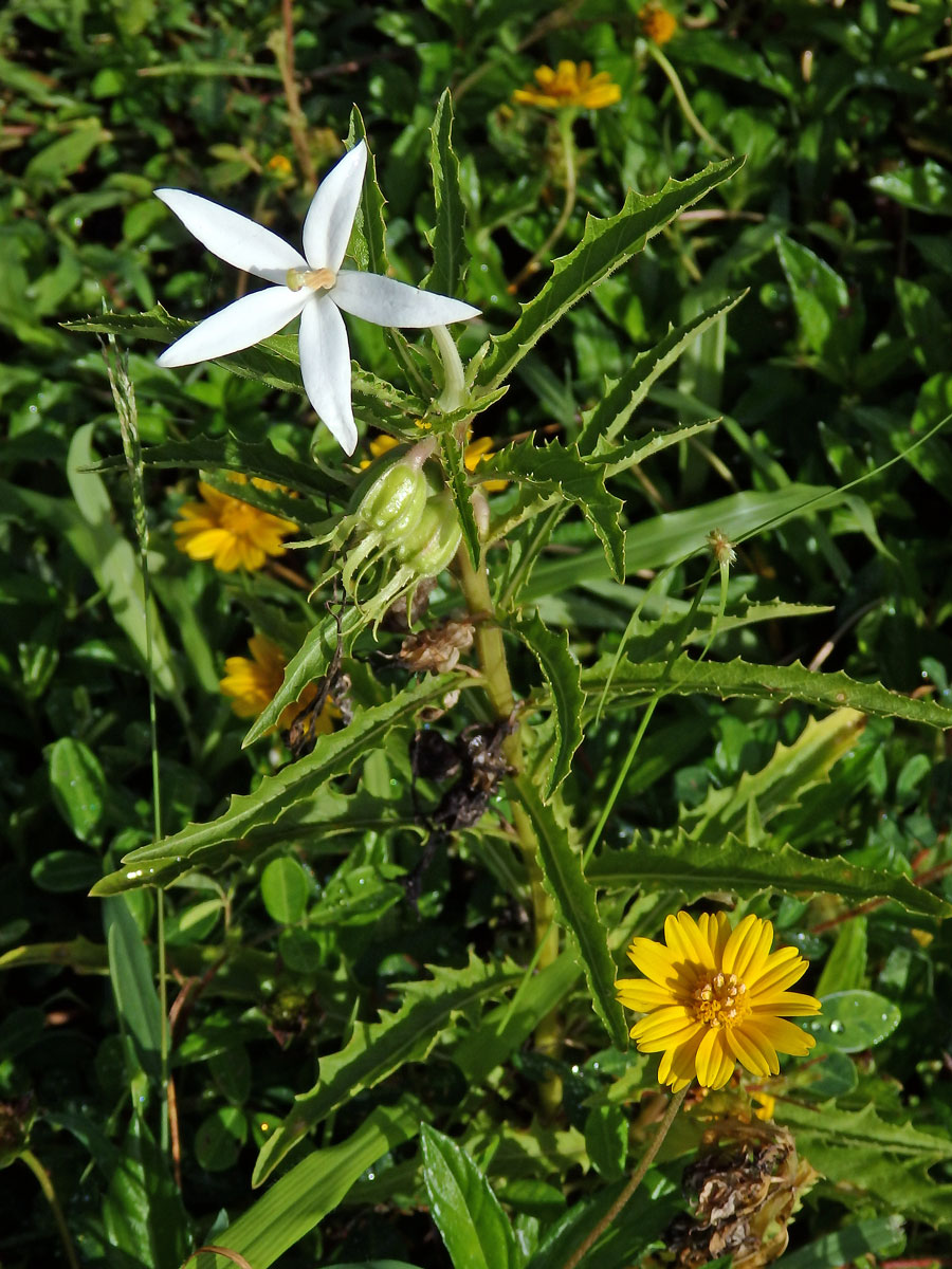 Hippobroma longiflora (L.) G. Don