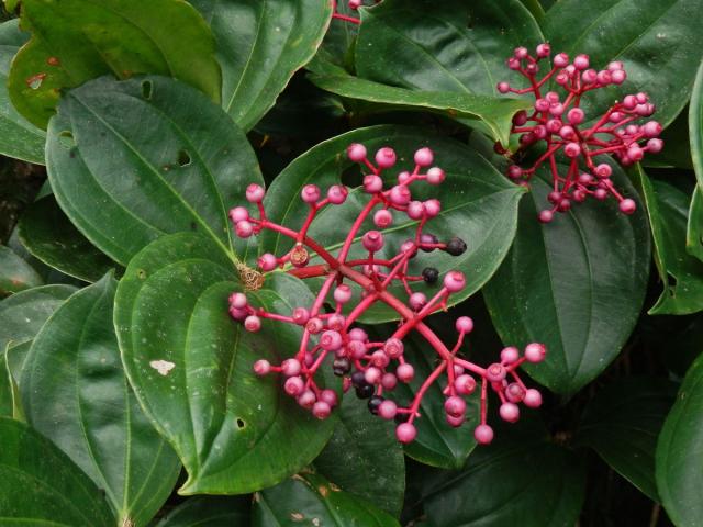 Medinila (Medinilla speciosa Blume)