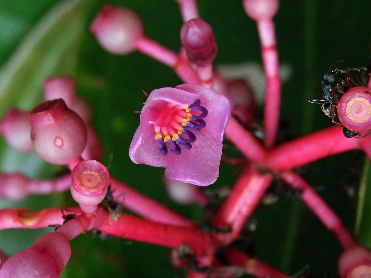 Medinila (Medinilla speciosa Blume)