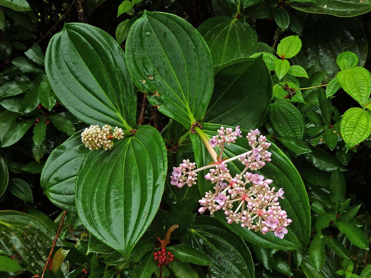 Medinila (Medinilla speciosa Blume)