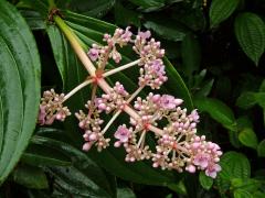 Medinila (Medinilla speciosa Blume)