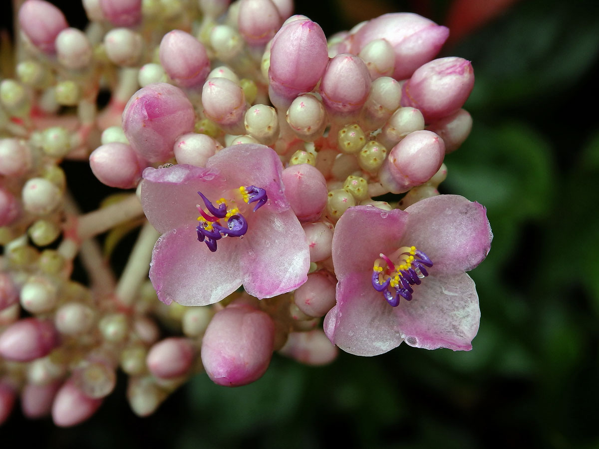 Medinila (Medinilla speciosa Blume)