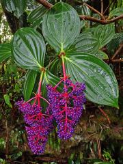 Medinila (Medinilla speciosa Blume)