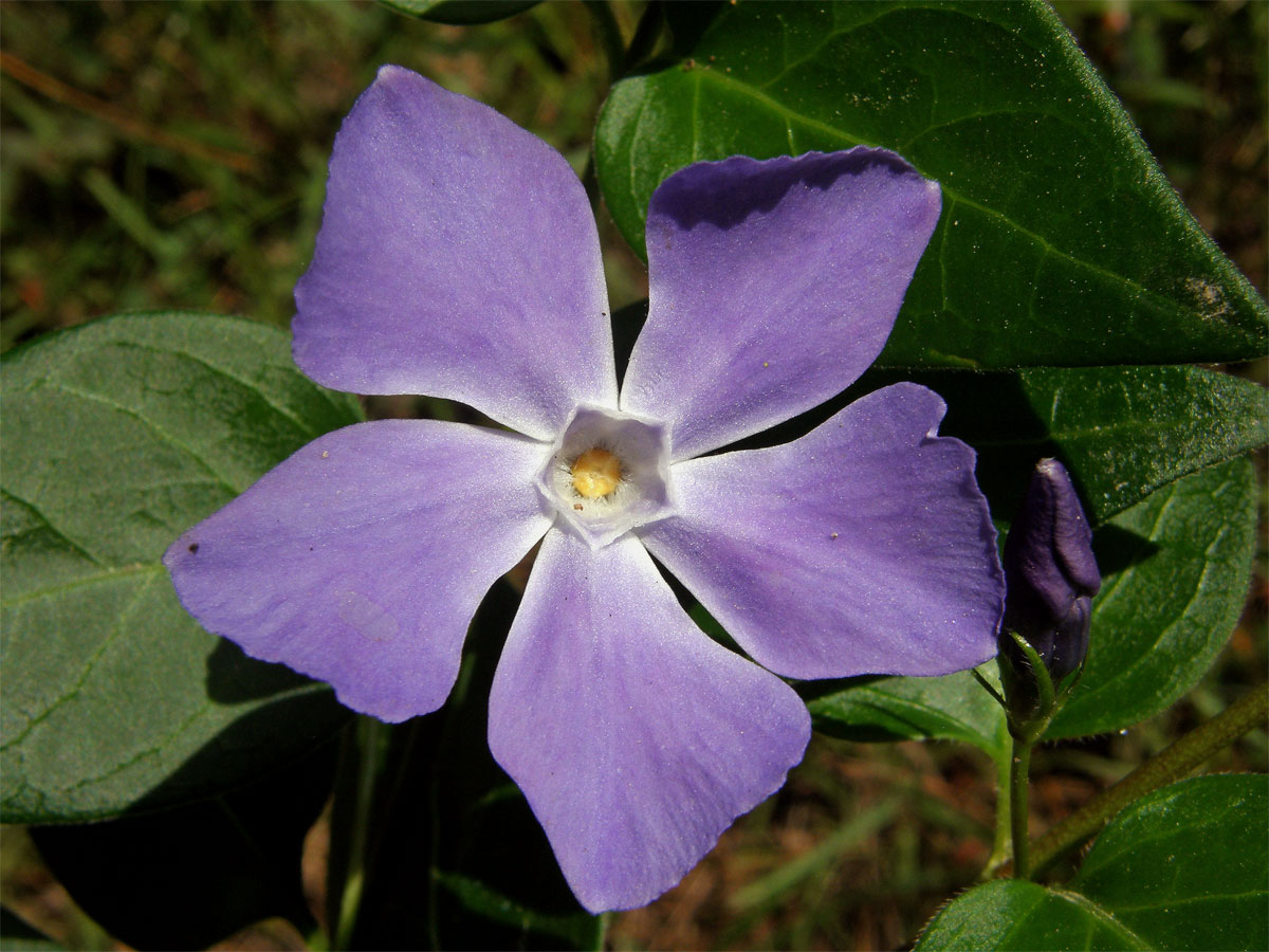 Barvínek větší (Vinca major L.)