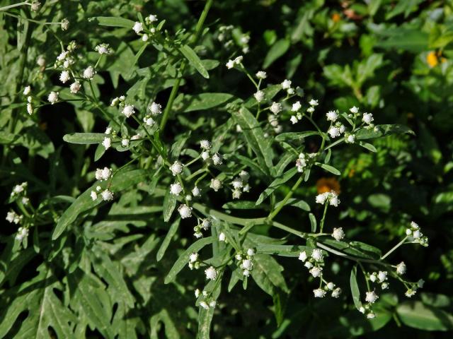 Parthenium hysterophorus L.