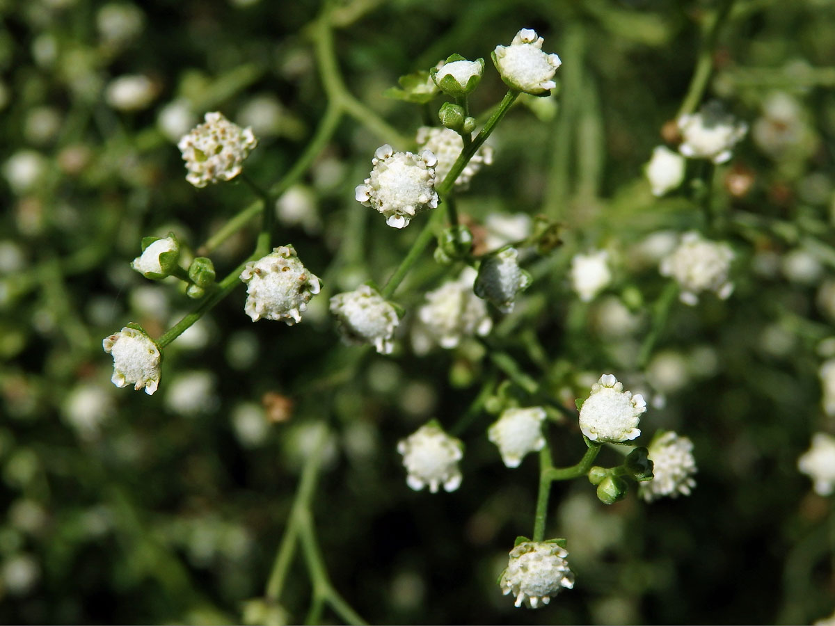 Parthenium hysterophorus L.