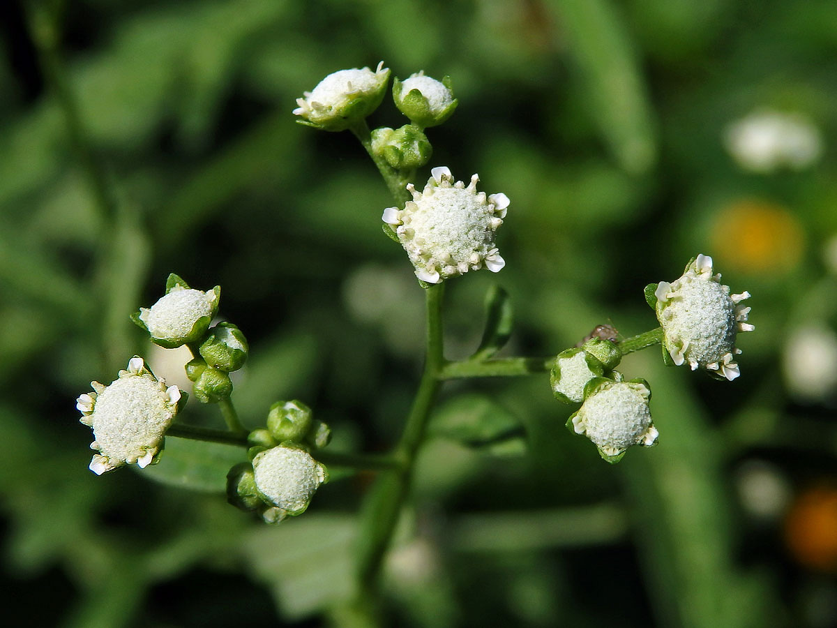 Parthenium hysterophorus L.