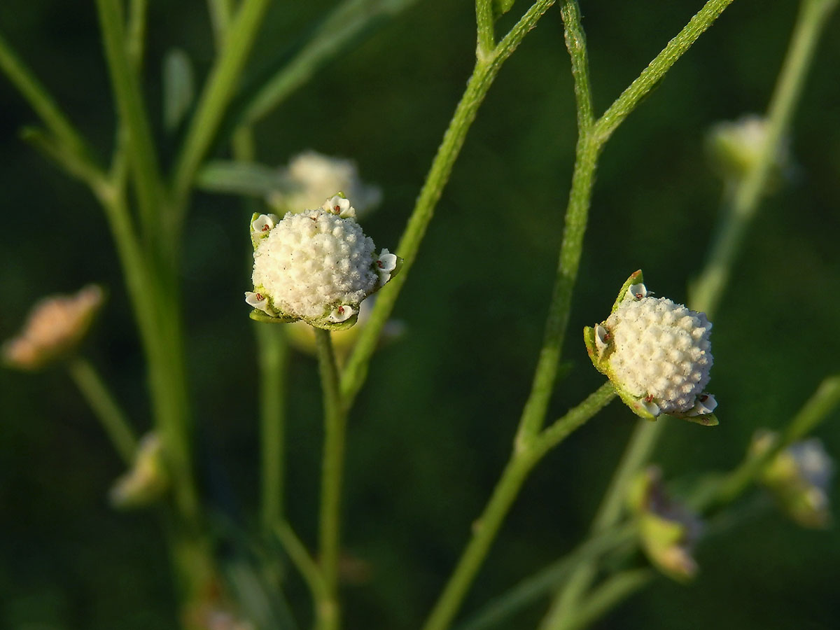 Parthenium hysterophorus L.