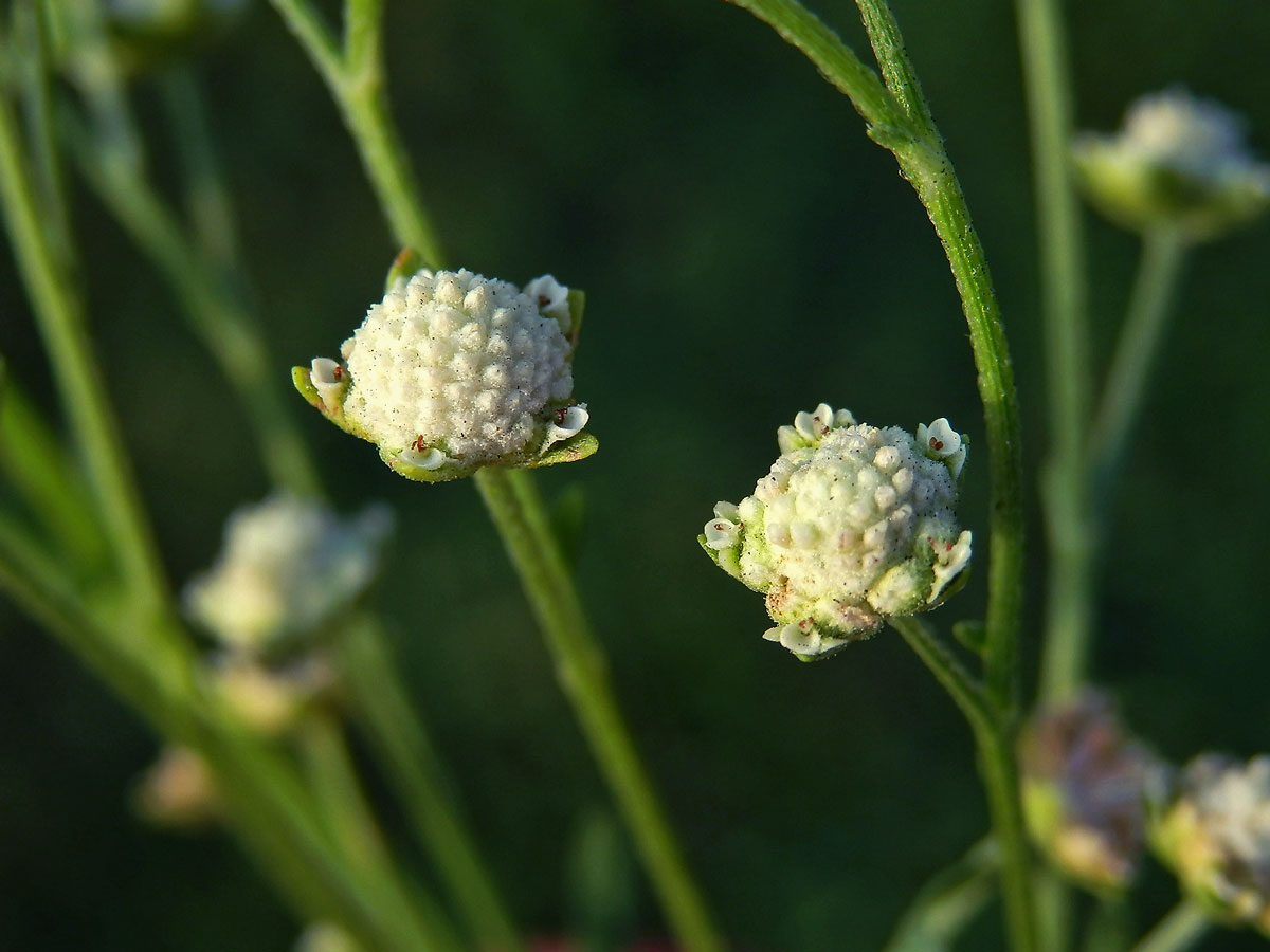 Parthenium hysterophorus L.