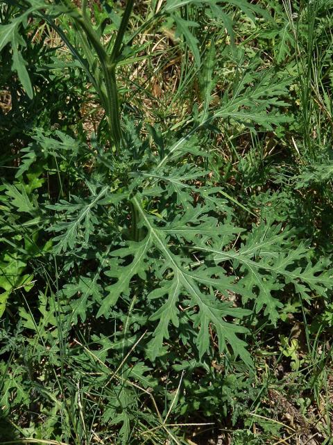 Parthenium hysterophorus L.