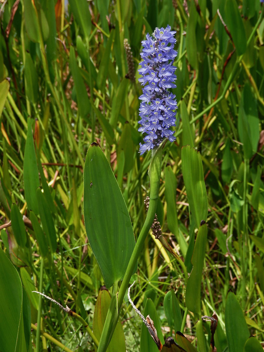 Modráska srdčitá (Pontederia cordata L.)