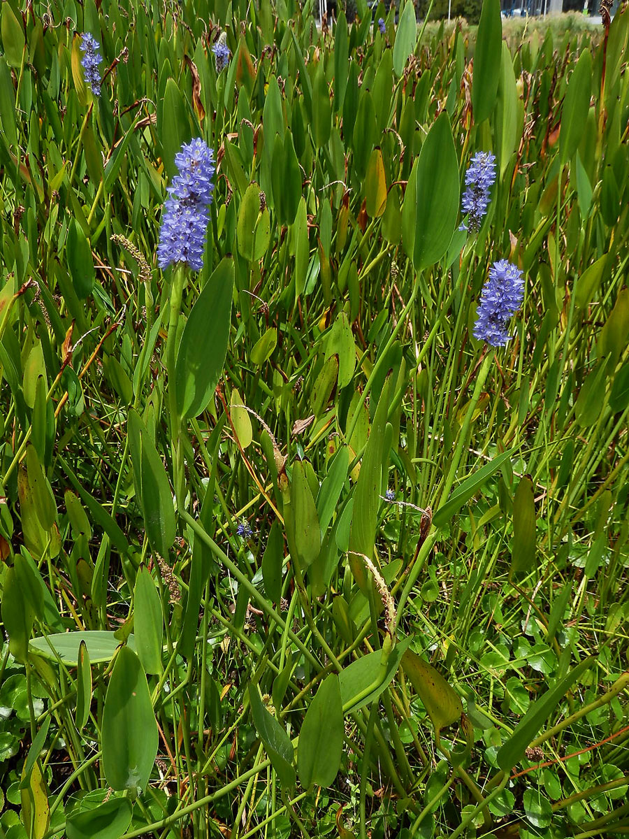 Modráska srdčitá (Pontederia cordata L.)