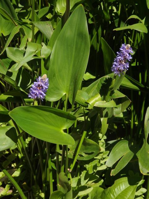 Modráska srdčitá (Pontederia cordata L.)