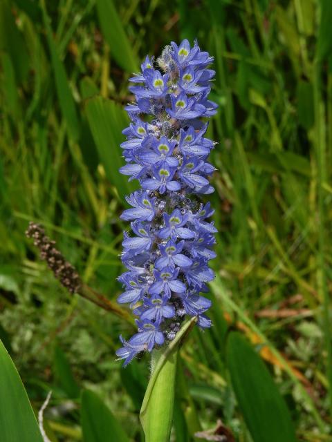 Modráska srdčitá (Pontederia cordata L.)