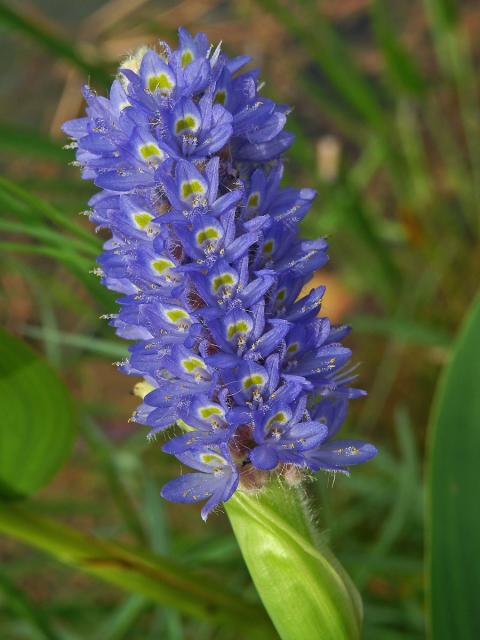 Modráska srdčitá (Pontederia cordata L.)