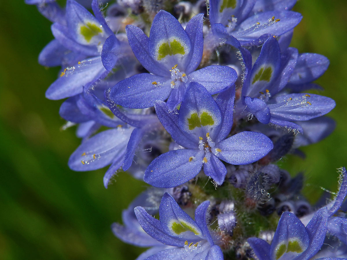 Modráska srdčitá (Pontederia cordata L.)