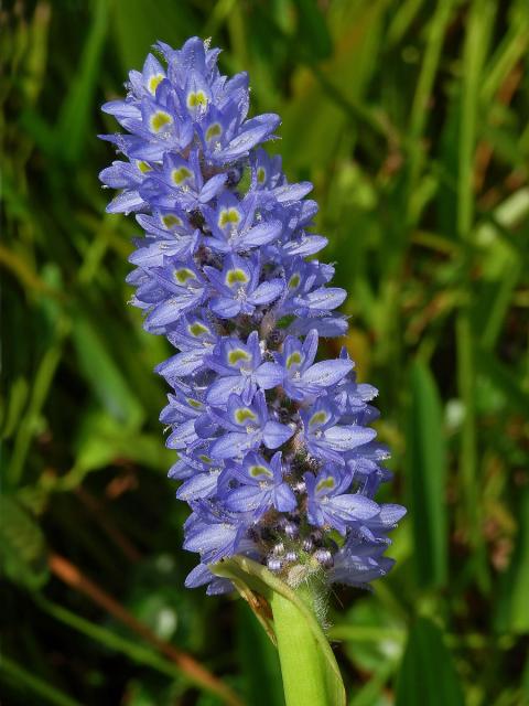 Modráska srdčitá (Pontederia cordata L.)