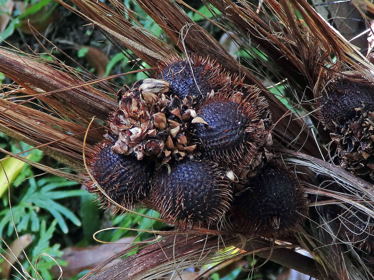 Salaka jedlá (Salacca zalacca (Gaertn.) Voss)