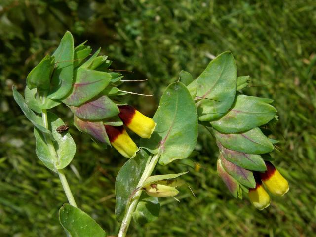 Voskovka větší (Cerinthe major L.)