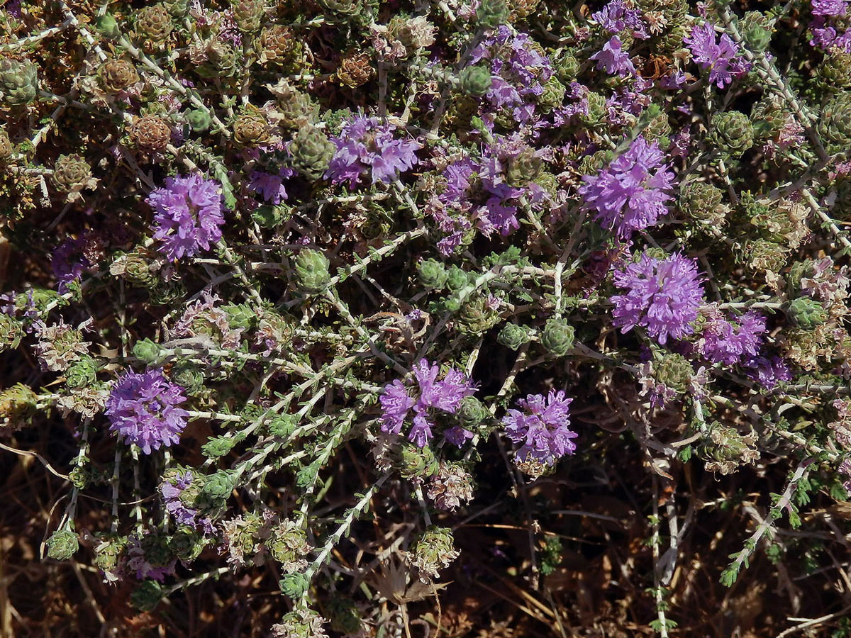 Mateřídouškovec vonný (Thymbra capitata (L.) Cav.)