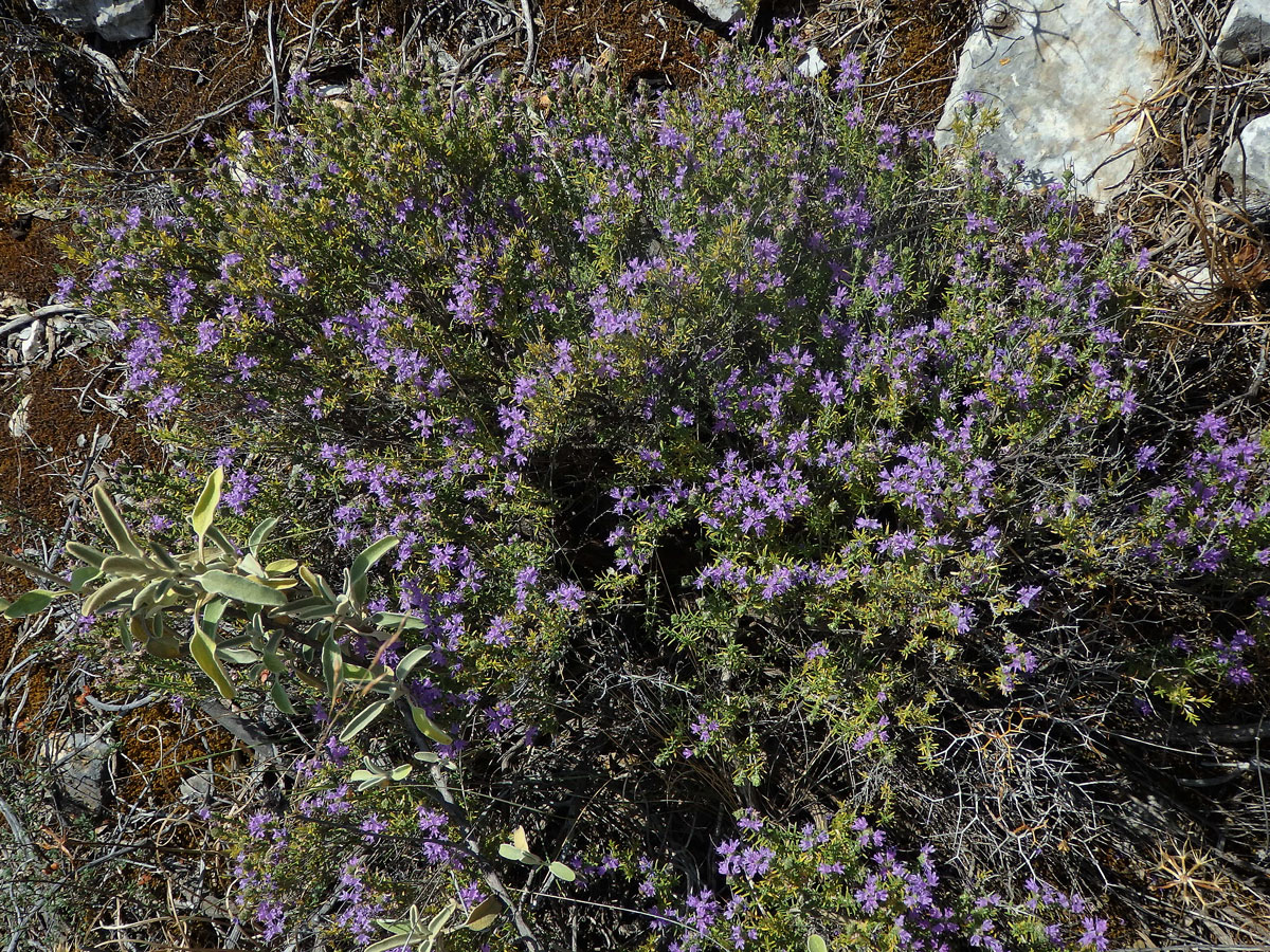 Mateřídouškovec vonný (Thymbra capitata (L.) Cav.)