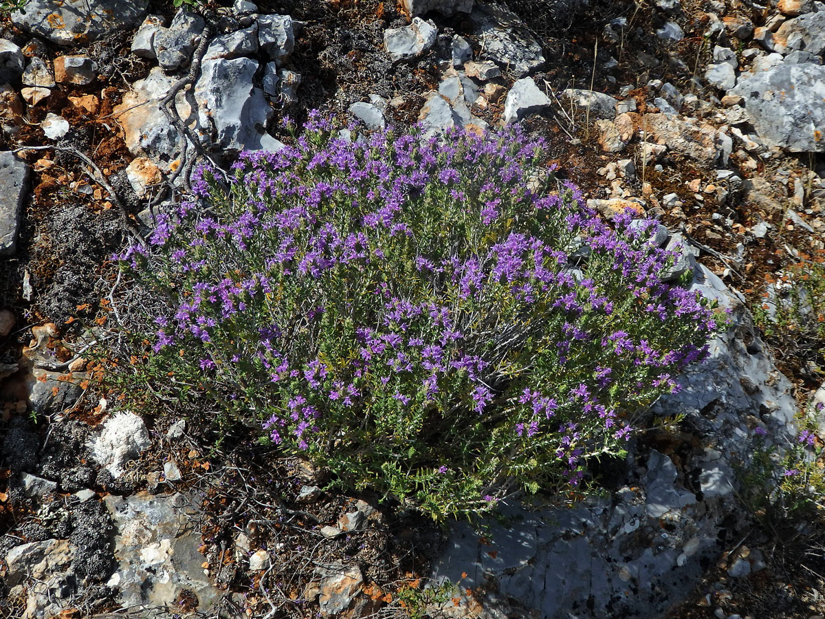 Mateřídouškovec vonný (Thymbra capitata (L.) Cav.)