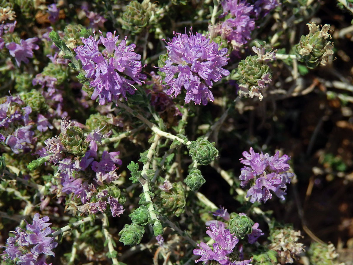 Mateřídouškovec vonný (Thymbra capitata (L.) Cav.)