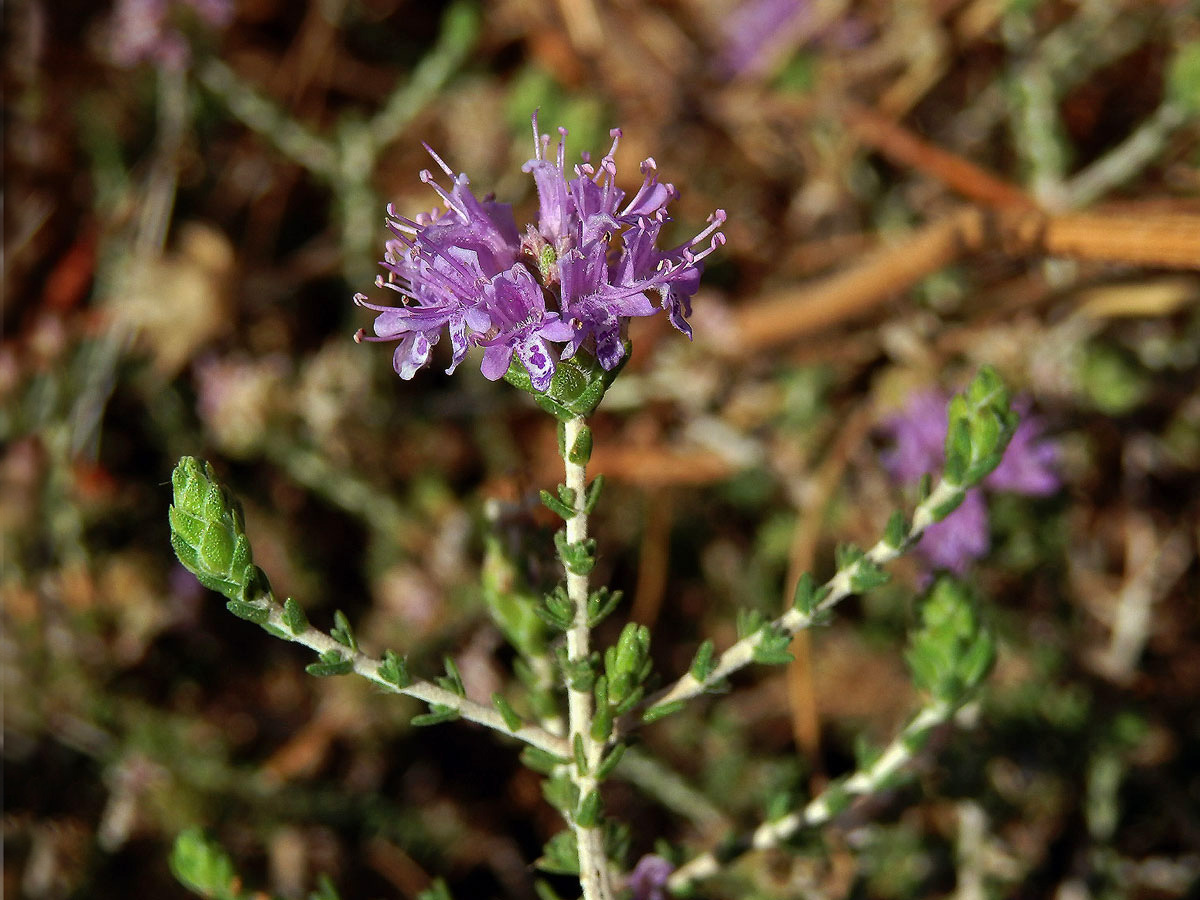 Mateřídouškovec vonný (Thymbra capitata (L.) Cav.)