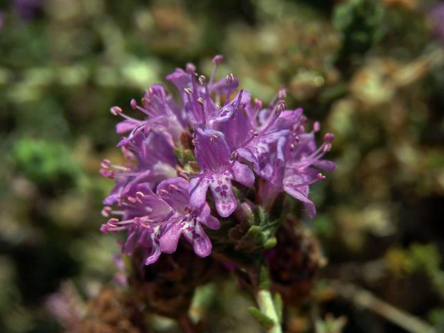 Mateřídouškovec vonný (Thymbra capitata (L.) Cav.)