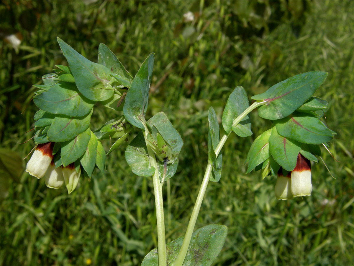 Voskovka větší (Cerinthe major L.)