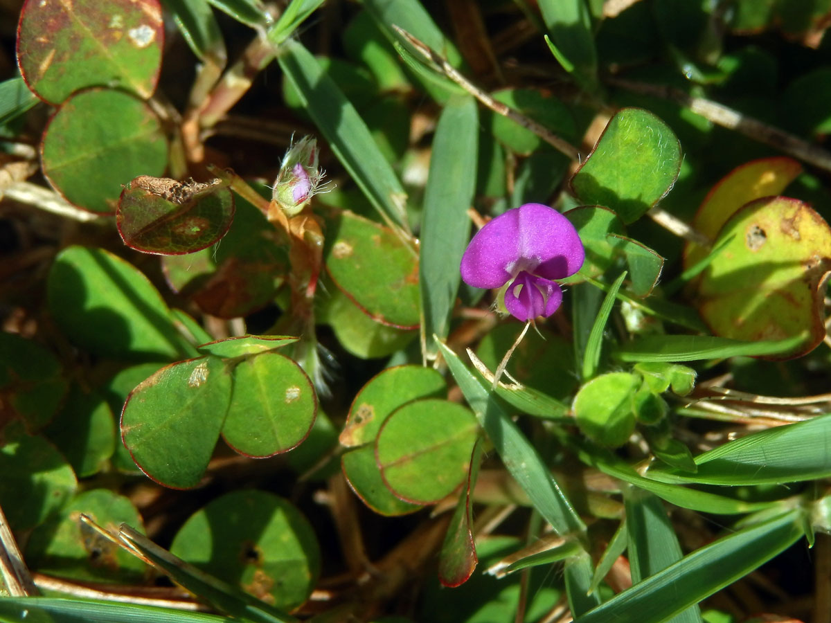 Stužkovec (Desmodium triflorum (L.) DC.)