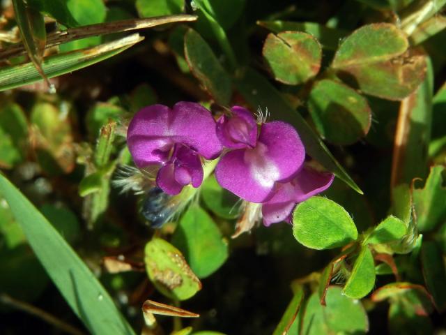 Stužkovec (Desmodium triflorum (L.) DC.)