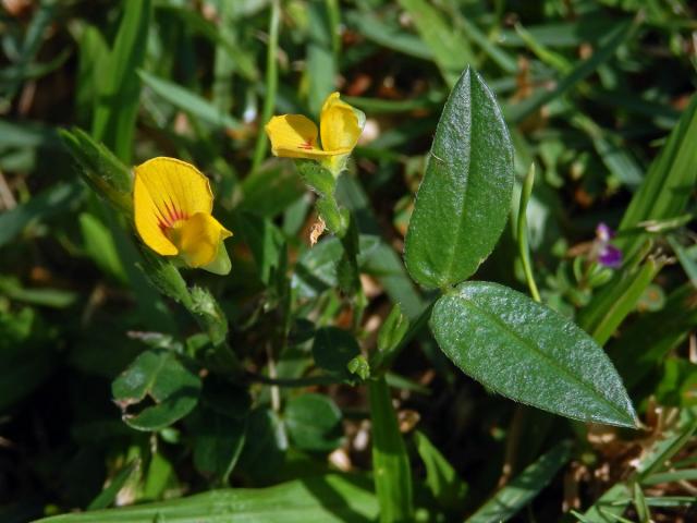 Zornia leptophylla (Benth.) Pittier