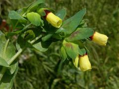 Voskovka větší (Cerinthe major L.)