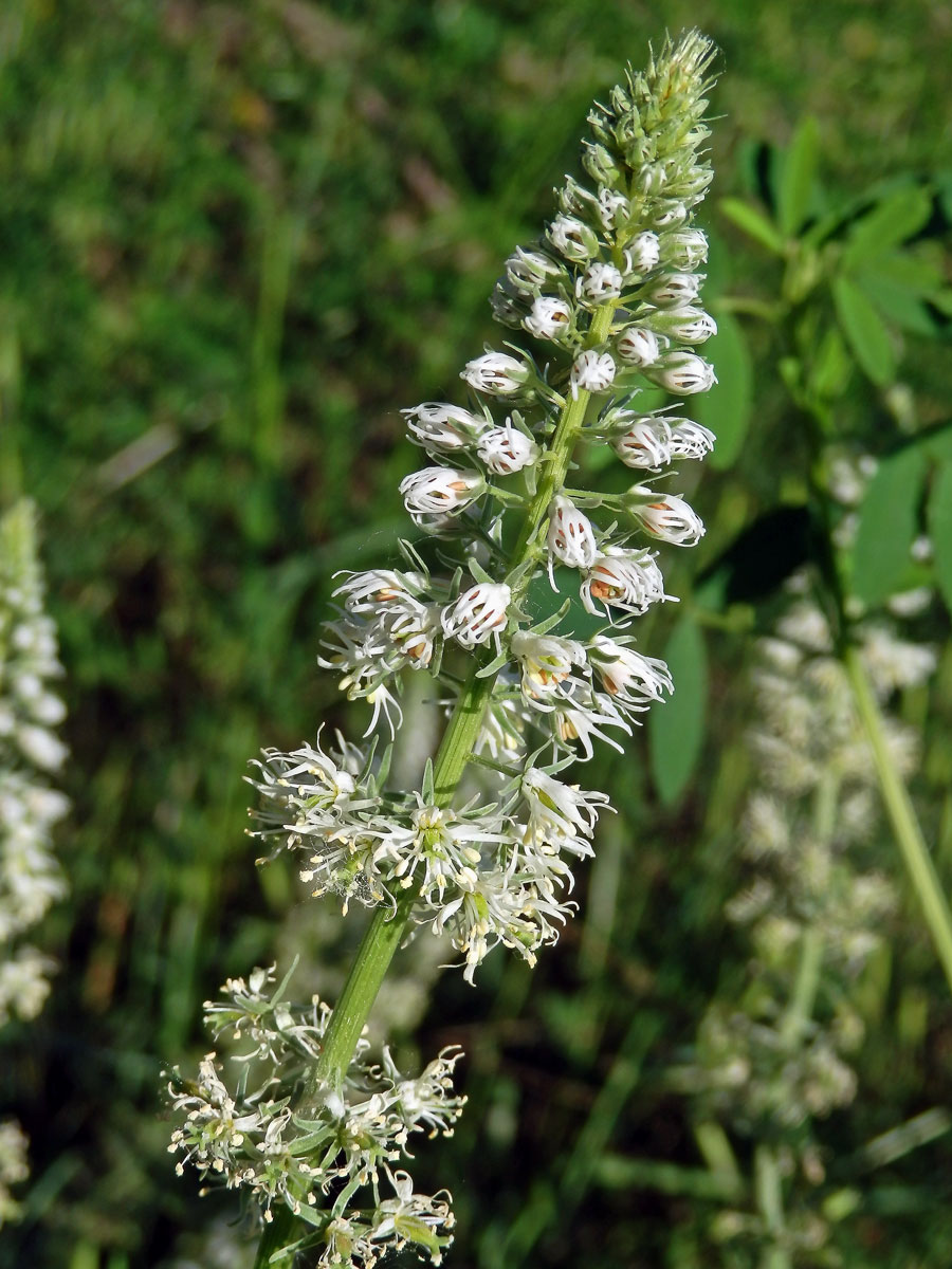 Rýt bílý (Reseda alba L.)