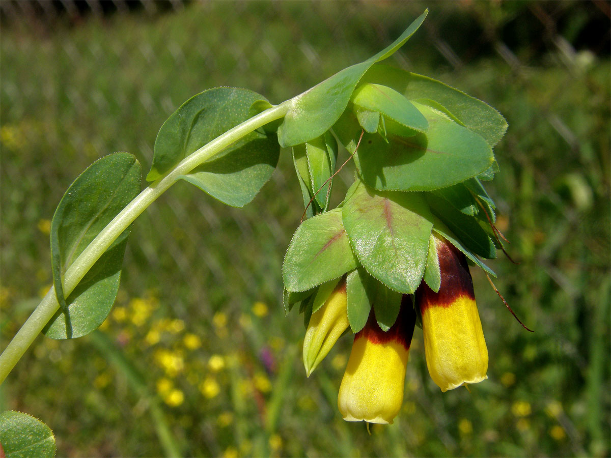 Voskovka větší (Cerinthe major L.)