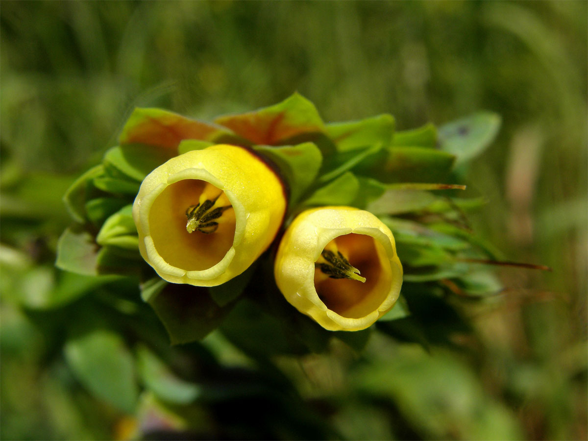 Voskovka větší (Cerinthe major L.)