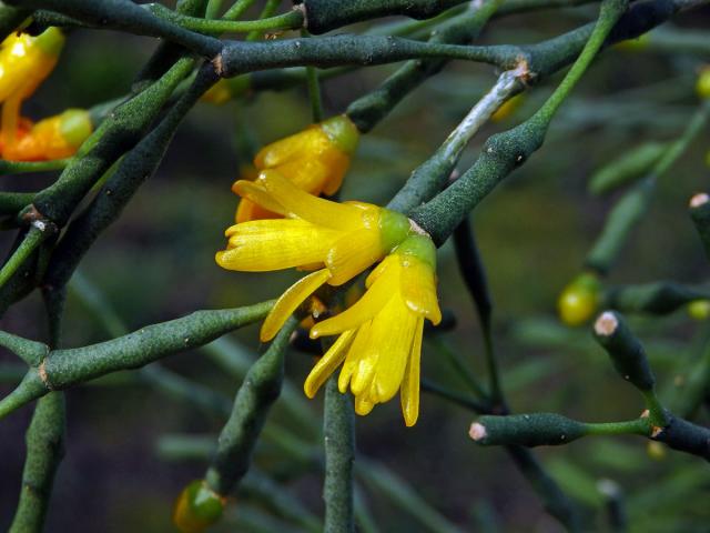 Hatiora salicornioides (Haw.) Britton et Rose