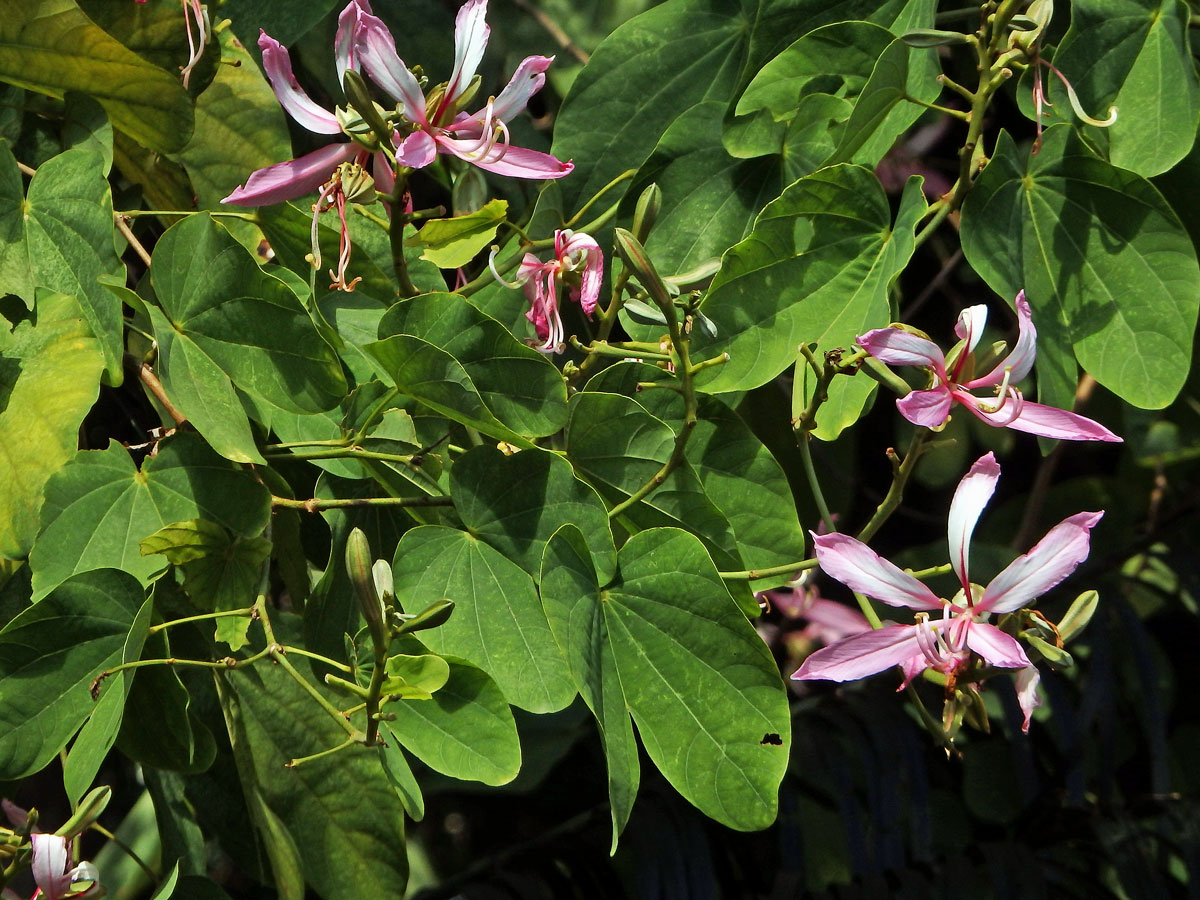 Bauhinie (Bauhinia purpurea