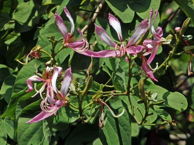 Bauhinie (Bauhinia purpurea