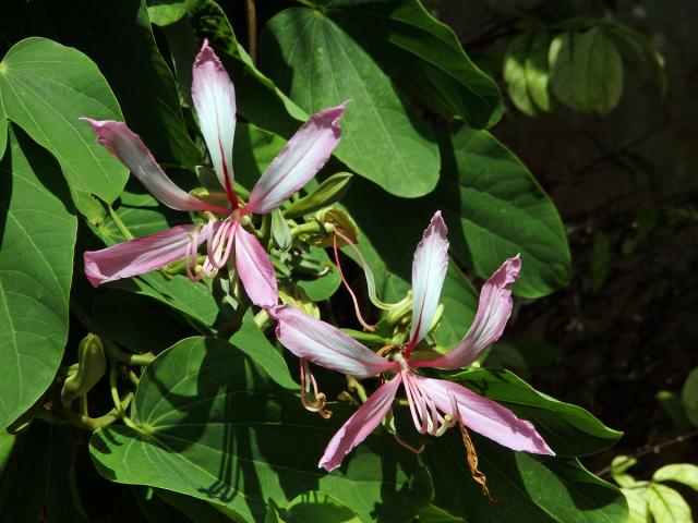 Bauhinie (Bauhinia purpurea