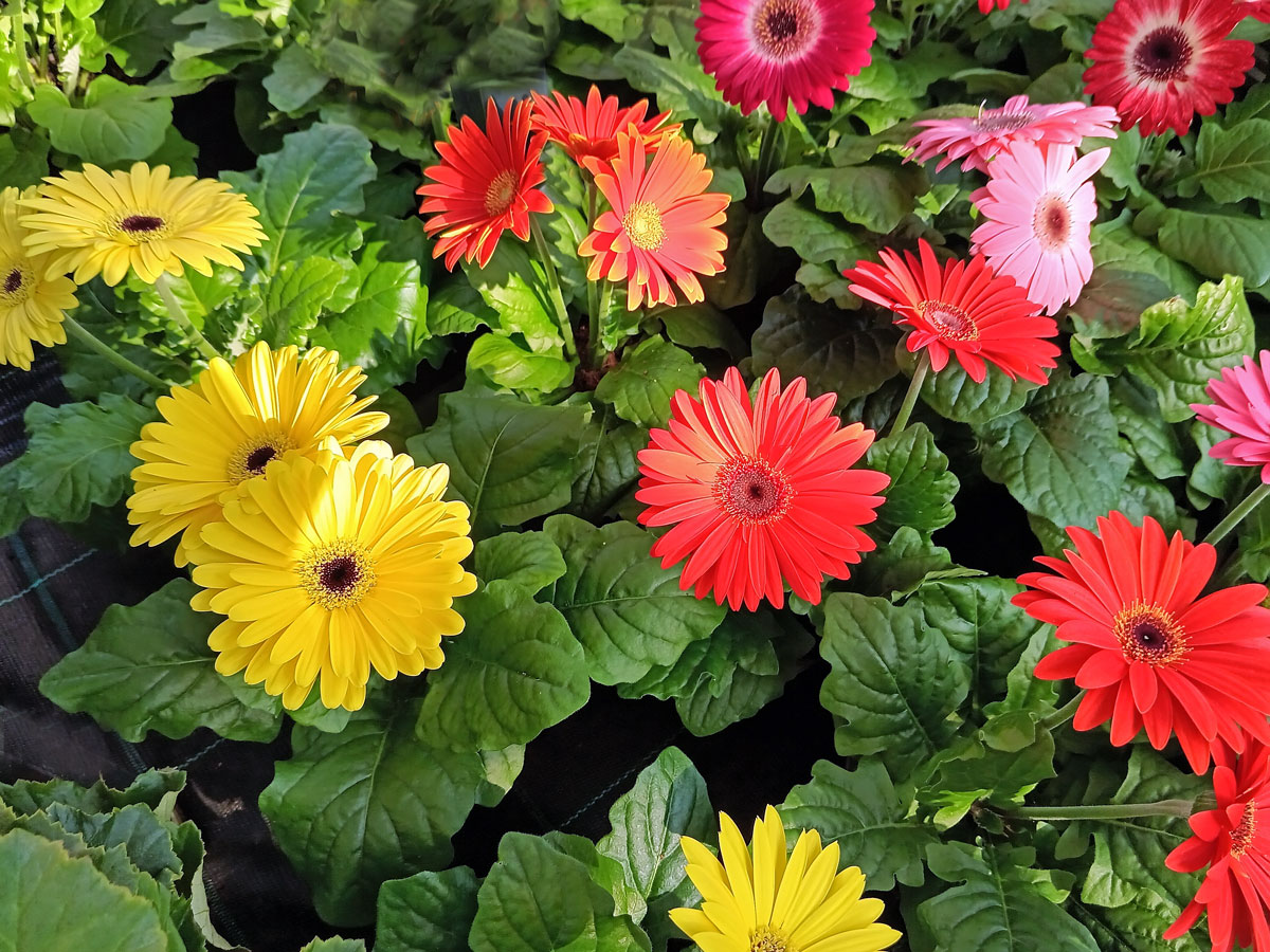 Gerbera (Gerbera × hybrida)