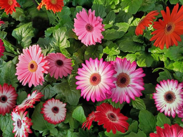 Gerbera (Gerbera × hybrida)