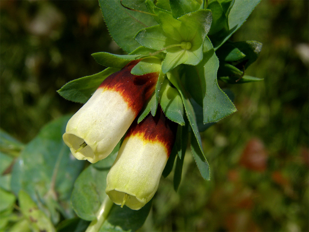 Voskovka větší (Cerinthe major L.)