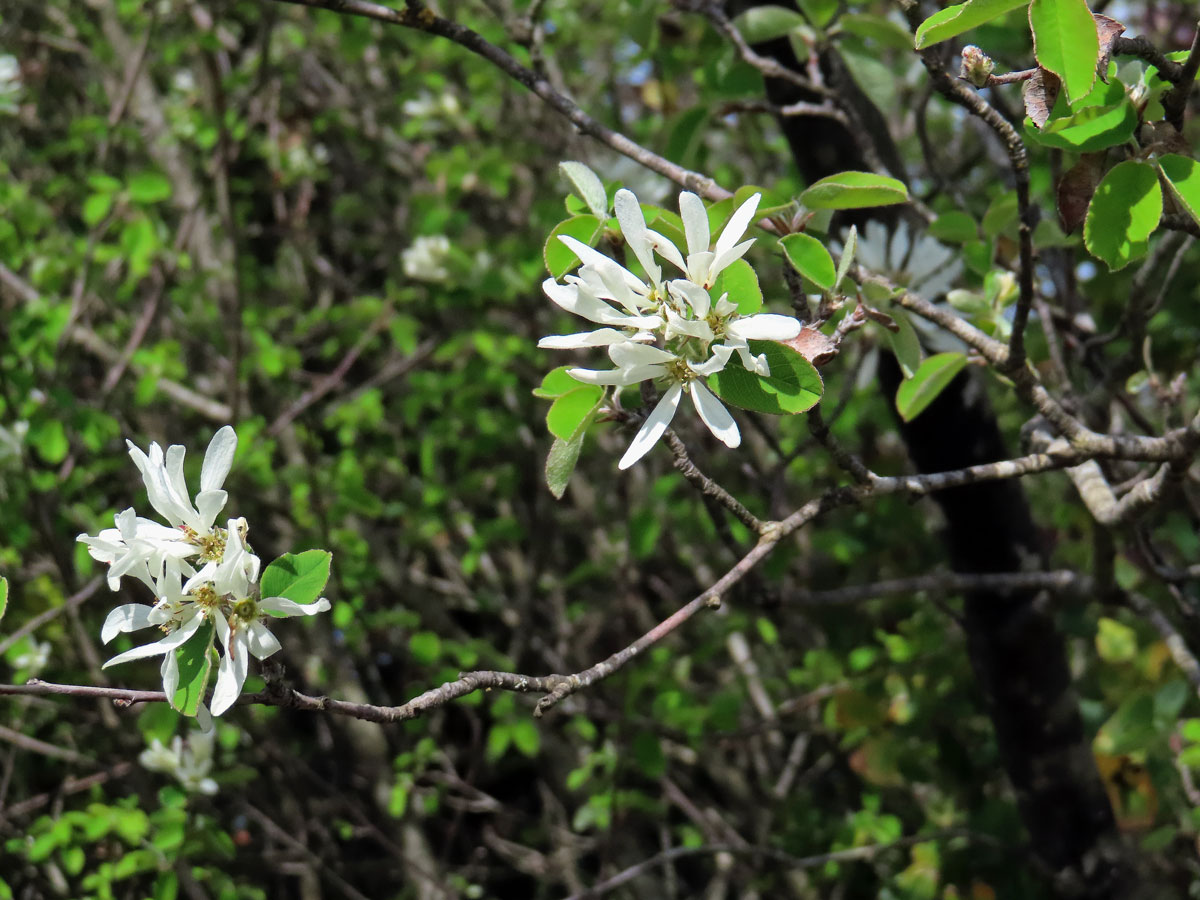 Muchovník oválný (Amelanchier ovalis Medik.)