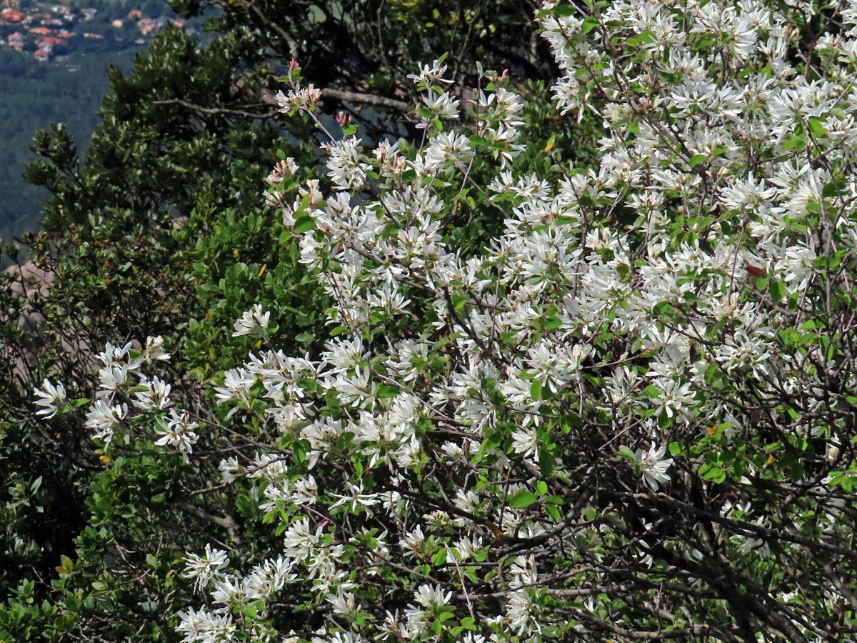 Muchovník oválný (Amelanchier ovalis Medik.)