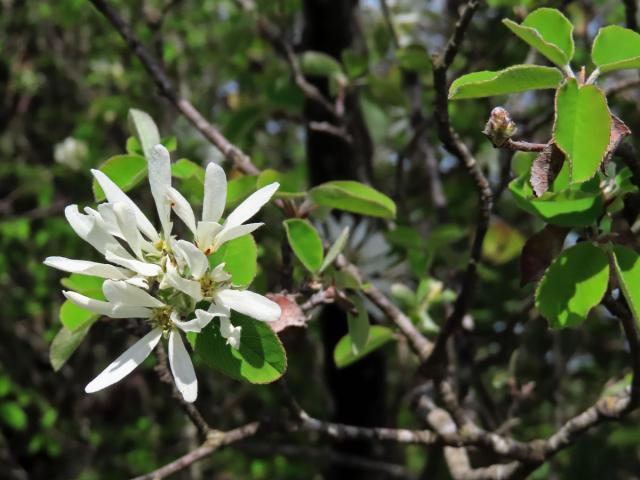 Muchovník oválný (Amelanchier ovalis Medik.)