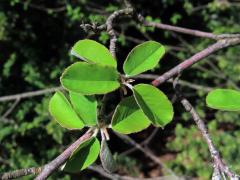 Muchovník oválný (Amelanchier ovalis Medik.)