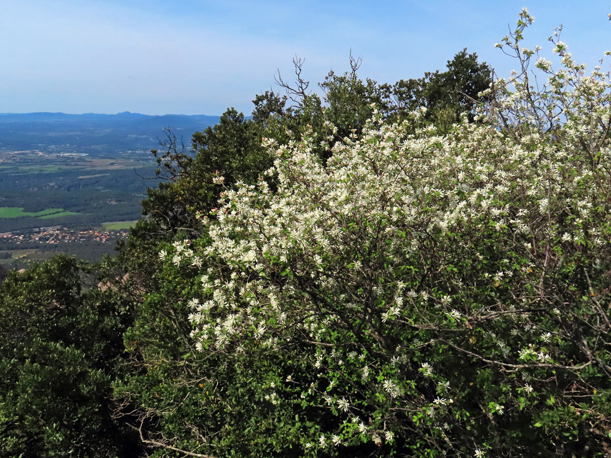 Muchovník oválný (Amelanchier ovalis Medik.)