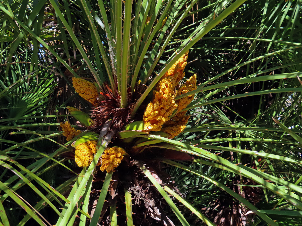 Žumara nízká (Chamaerops humilis L.)